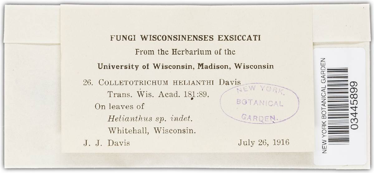 Colletotrichum helianthi image