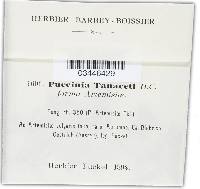 Puccinia tanaceti image