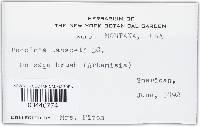 Puccinia tanaceti var. tanaceti image