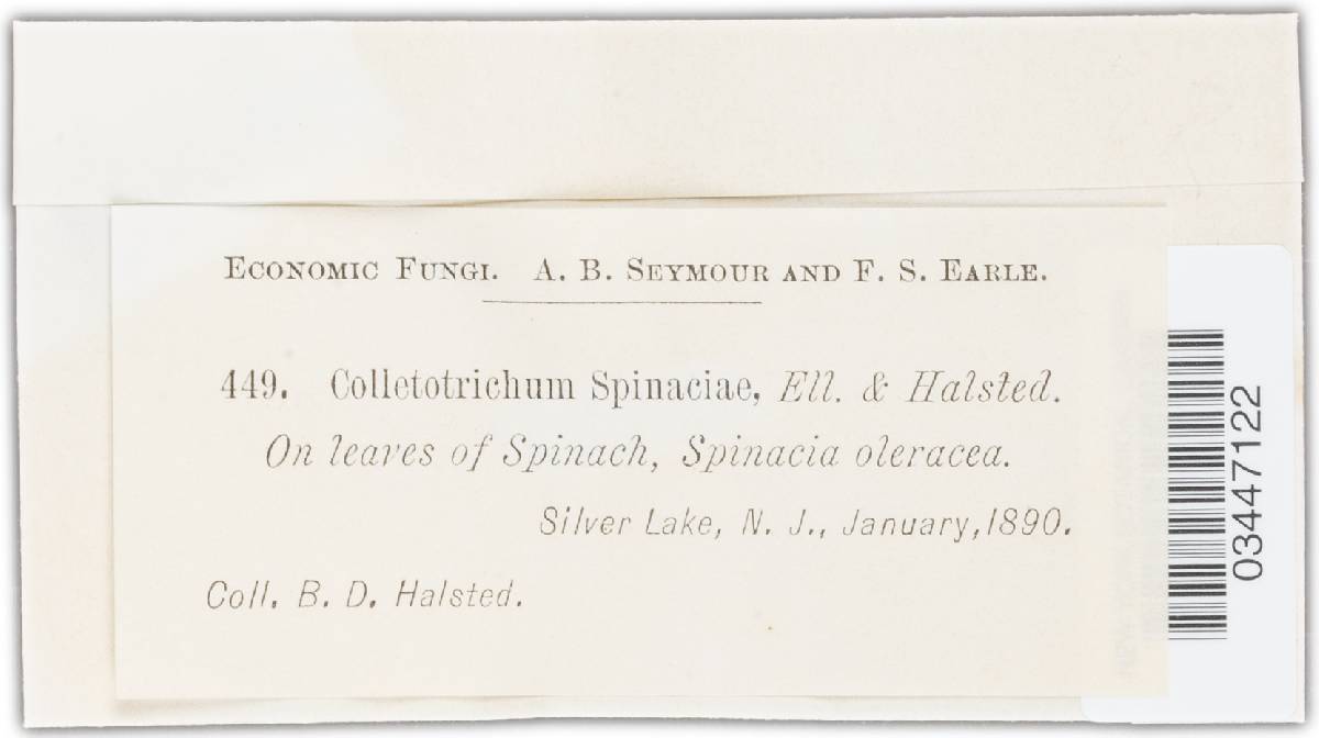Colletotrichum dematium image