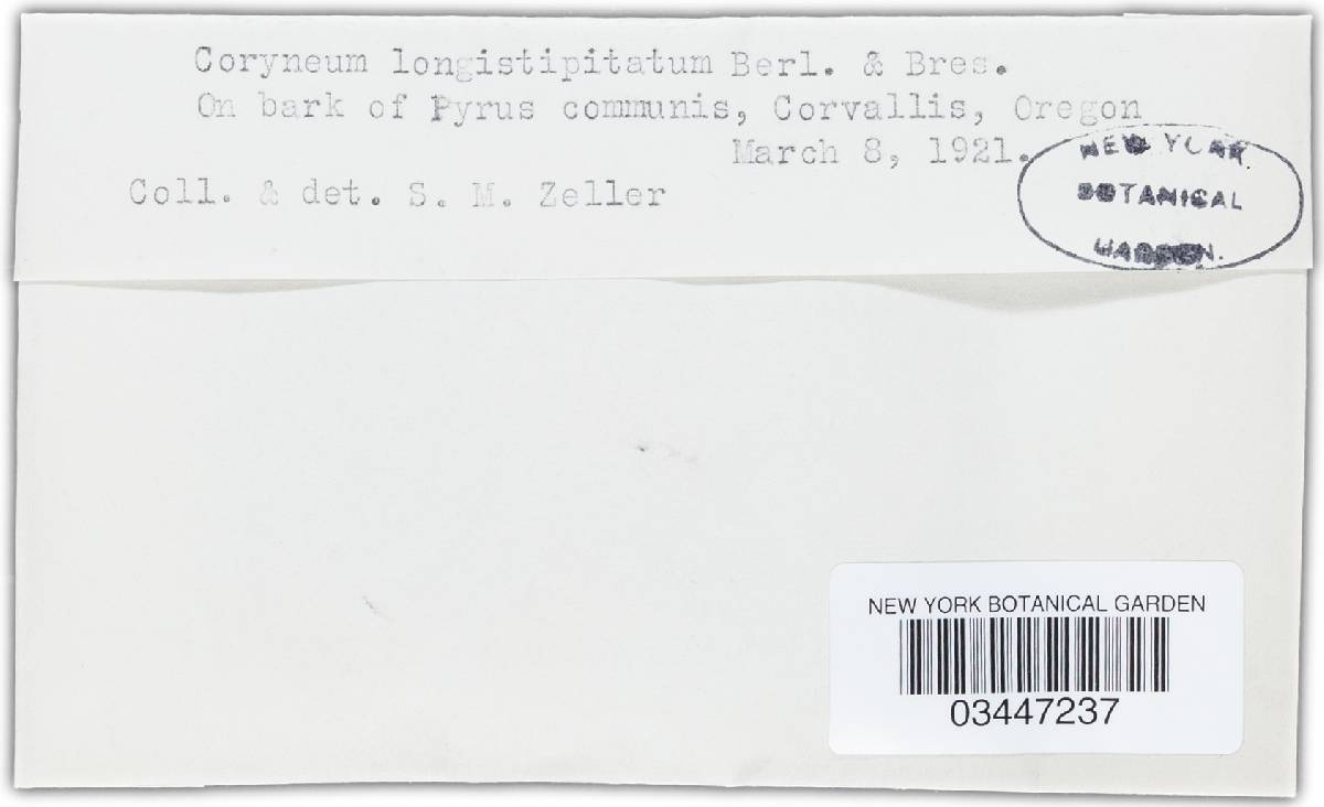 Coryneum longistipitatum image
