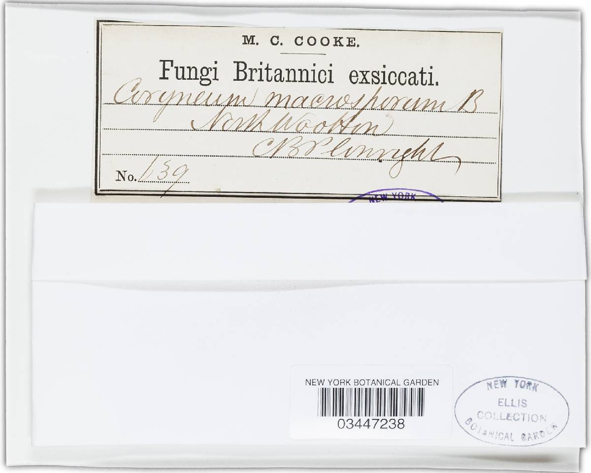 Coryneum macrosporum image