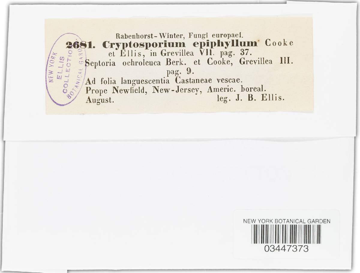 Cryptosporium epiphyllum image