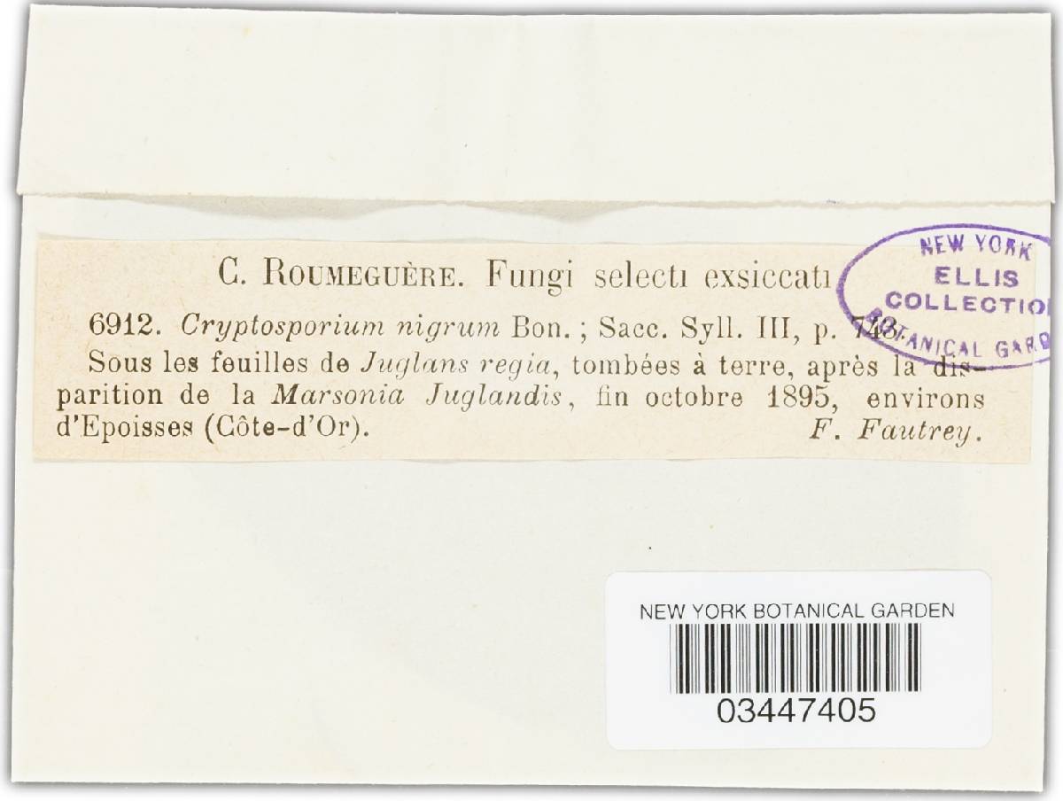 Cryptosporium nigrum image