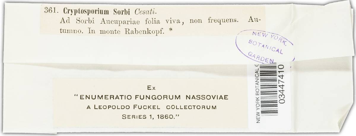 Cryptosporium sorbi image
