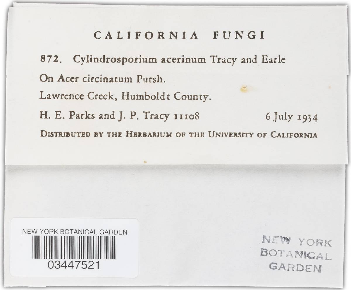 Cylindrosporium acerinum image