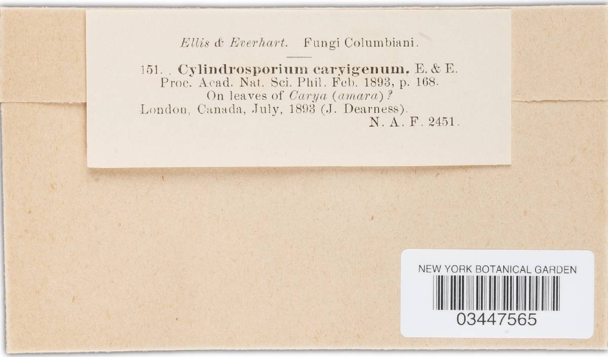 Mycosphaerella caryigena image