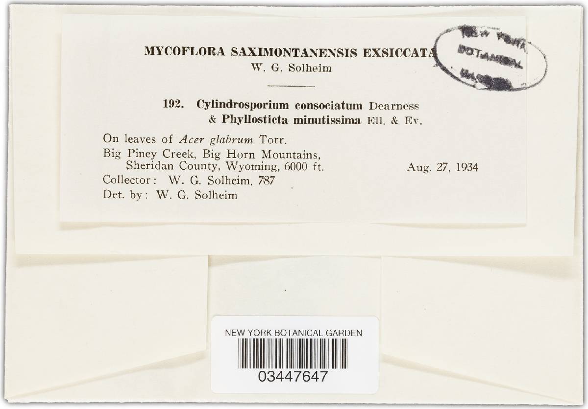 Cylindrosporium consociatum image
