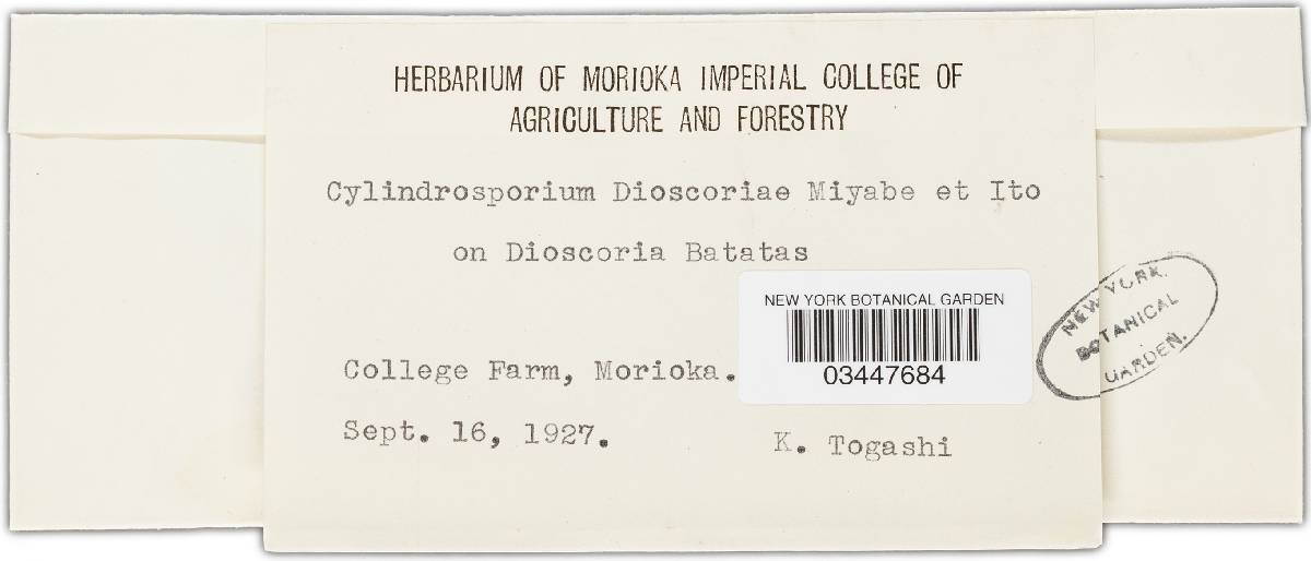 Pseudophloeosporella dioscoreae image