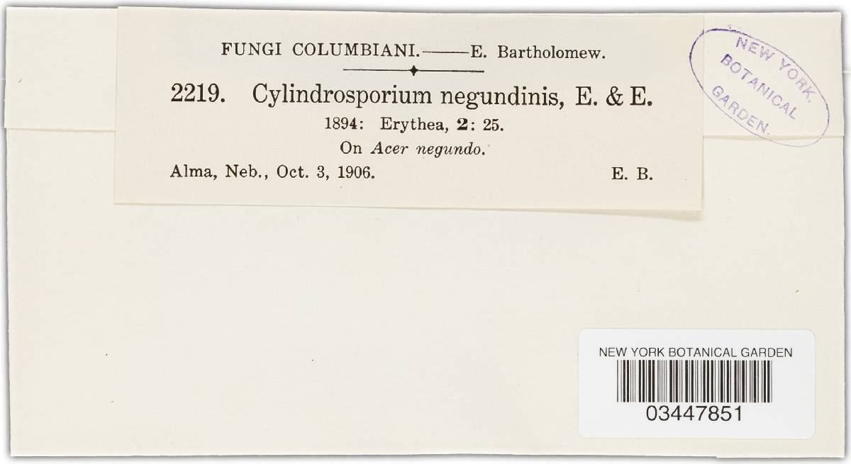 Cylindrosporium negundinis image