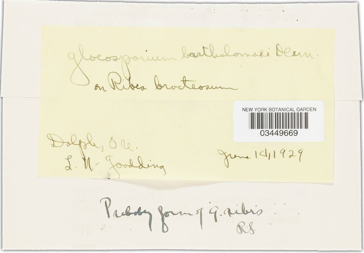 Gloeosporium bartholomaei image