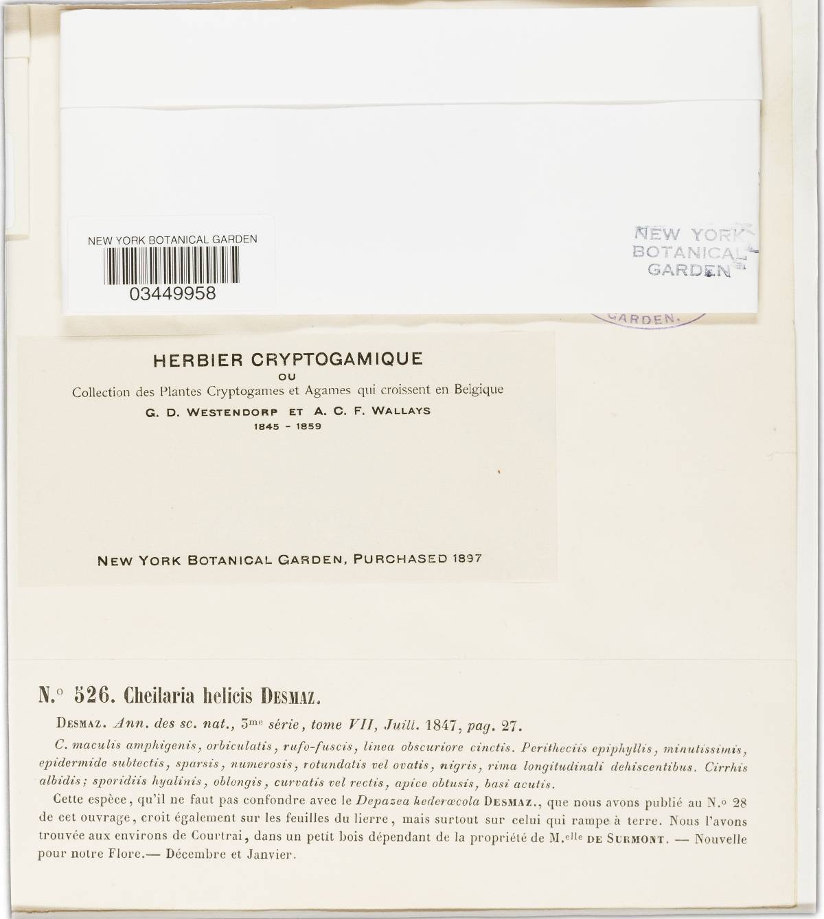 Colletotrichum helicis image