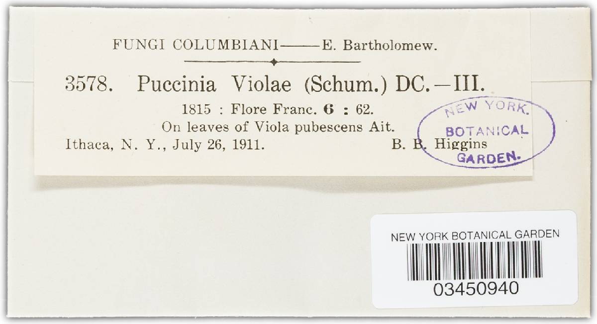 Puccinia violae image