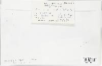 Puccinia violae image
