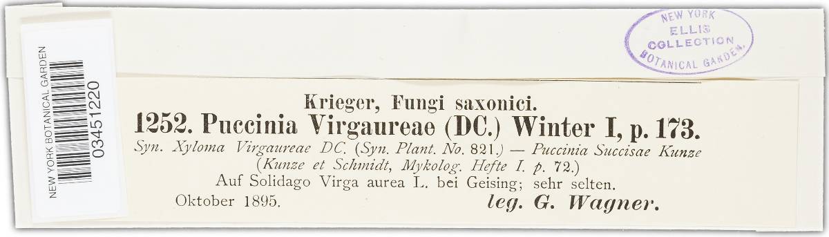 Puccinia virgae-aureae image