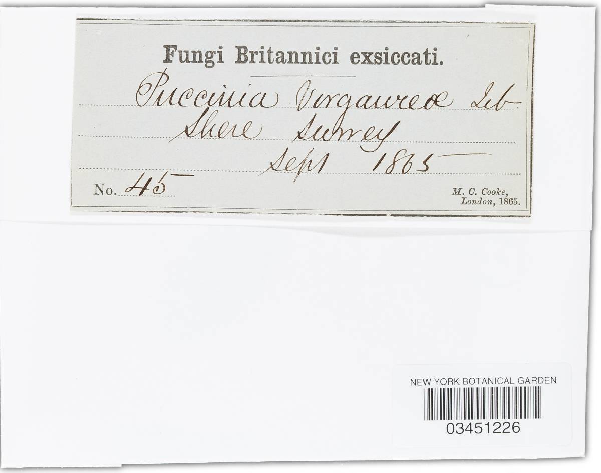 Puccinia virgae-aureae image