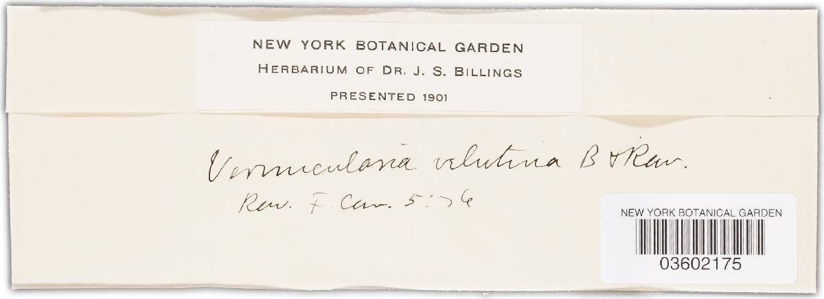 Vermicularia velutina image