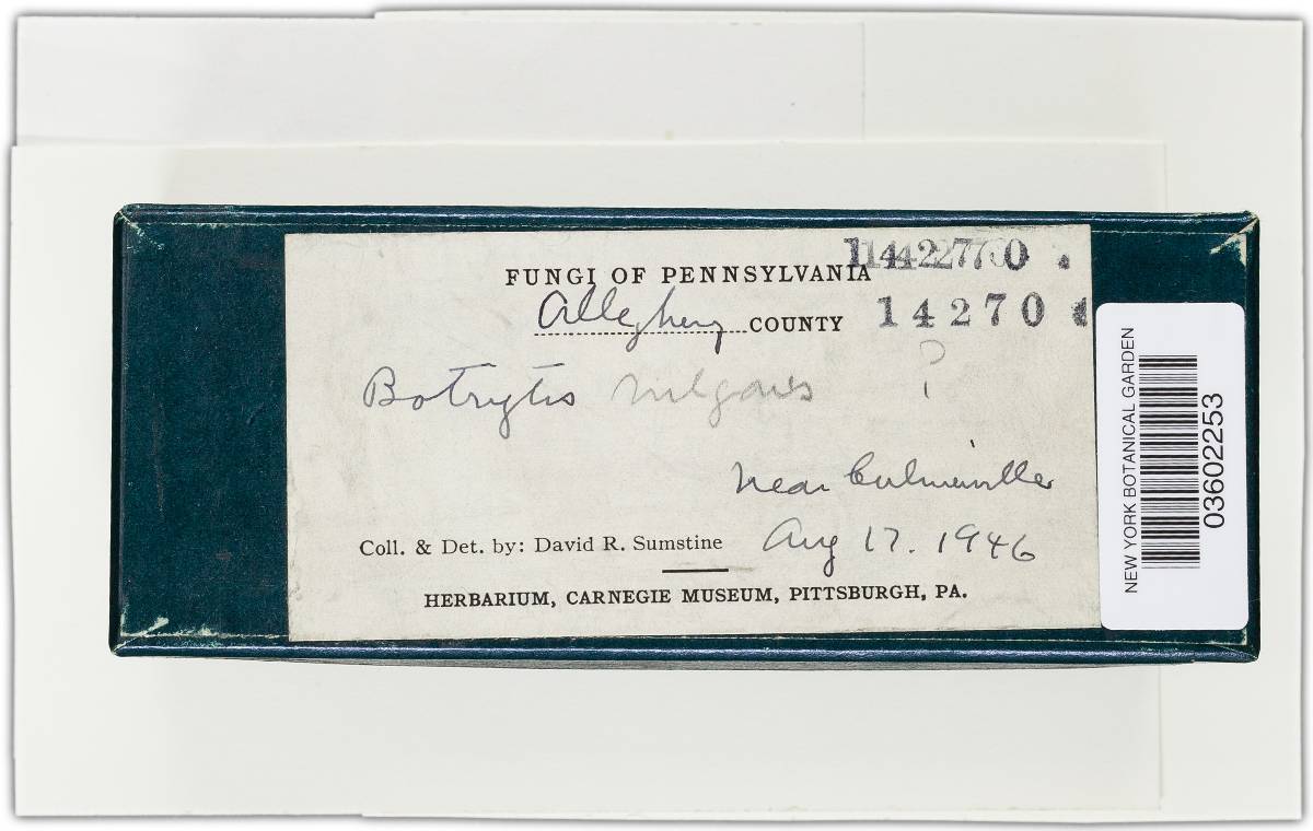 Botryotinia fuckeliana image