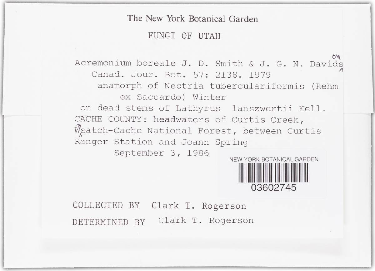 Acremonium boreale image