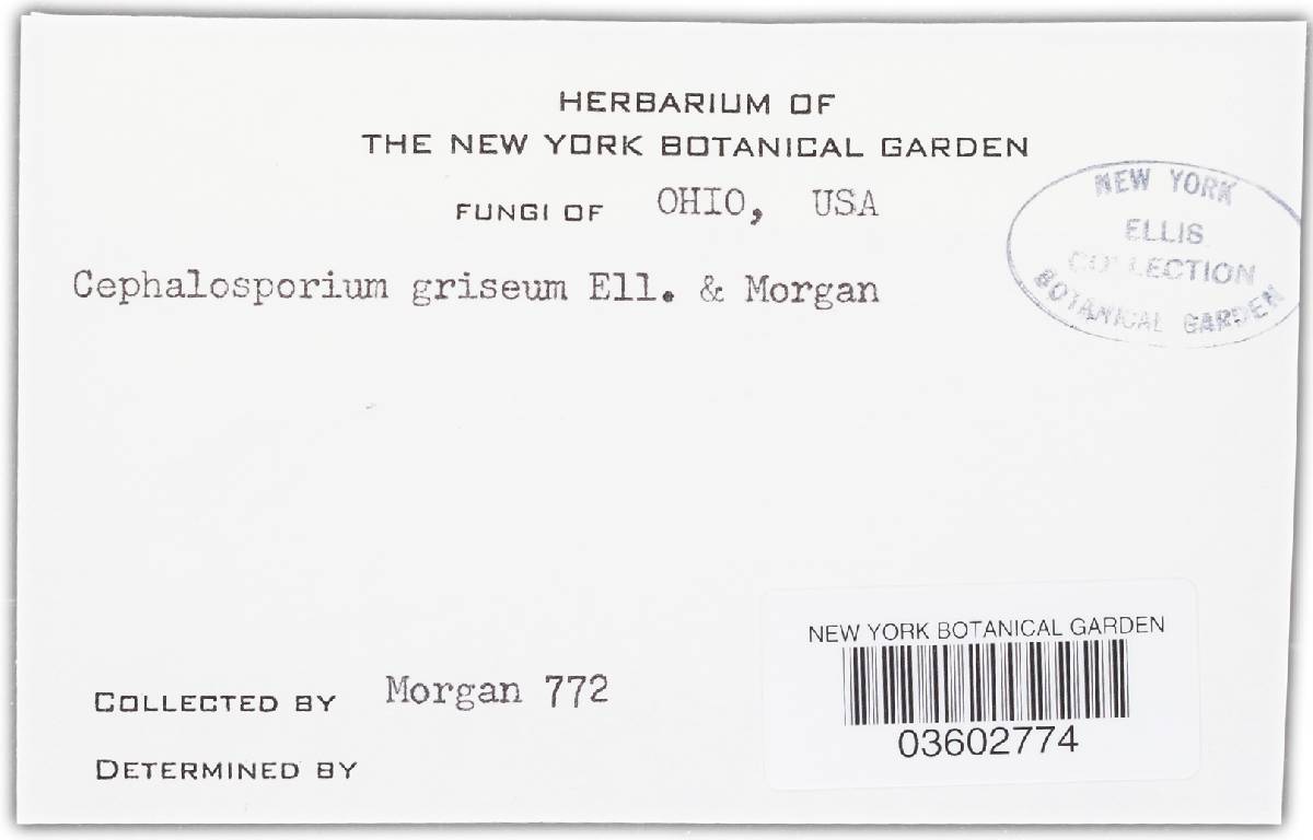 Verticillium griseum image