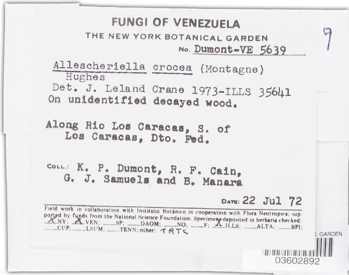 Allescheriella image