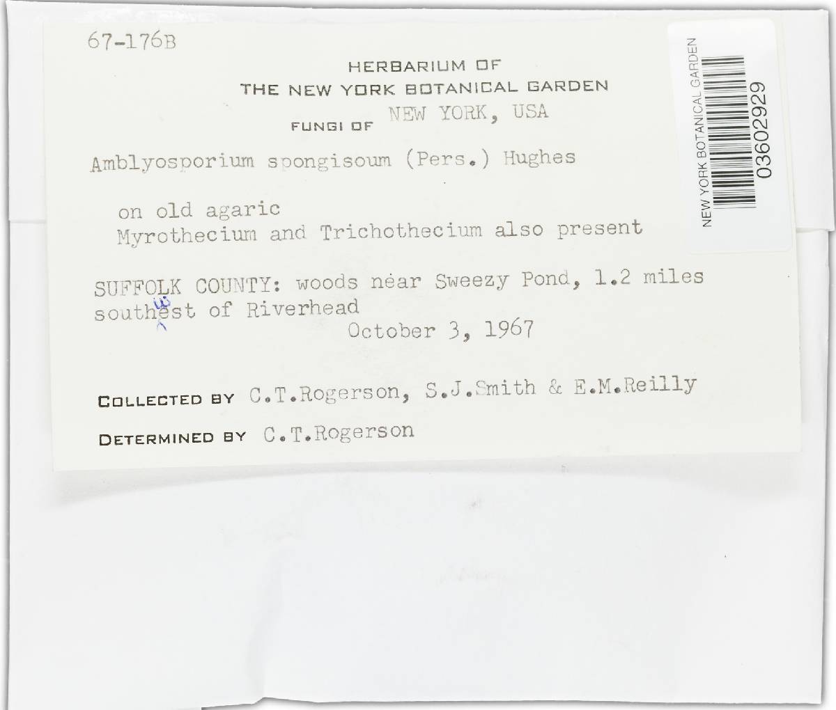 Amblyosporium spongiosum image