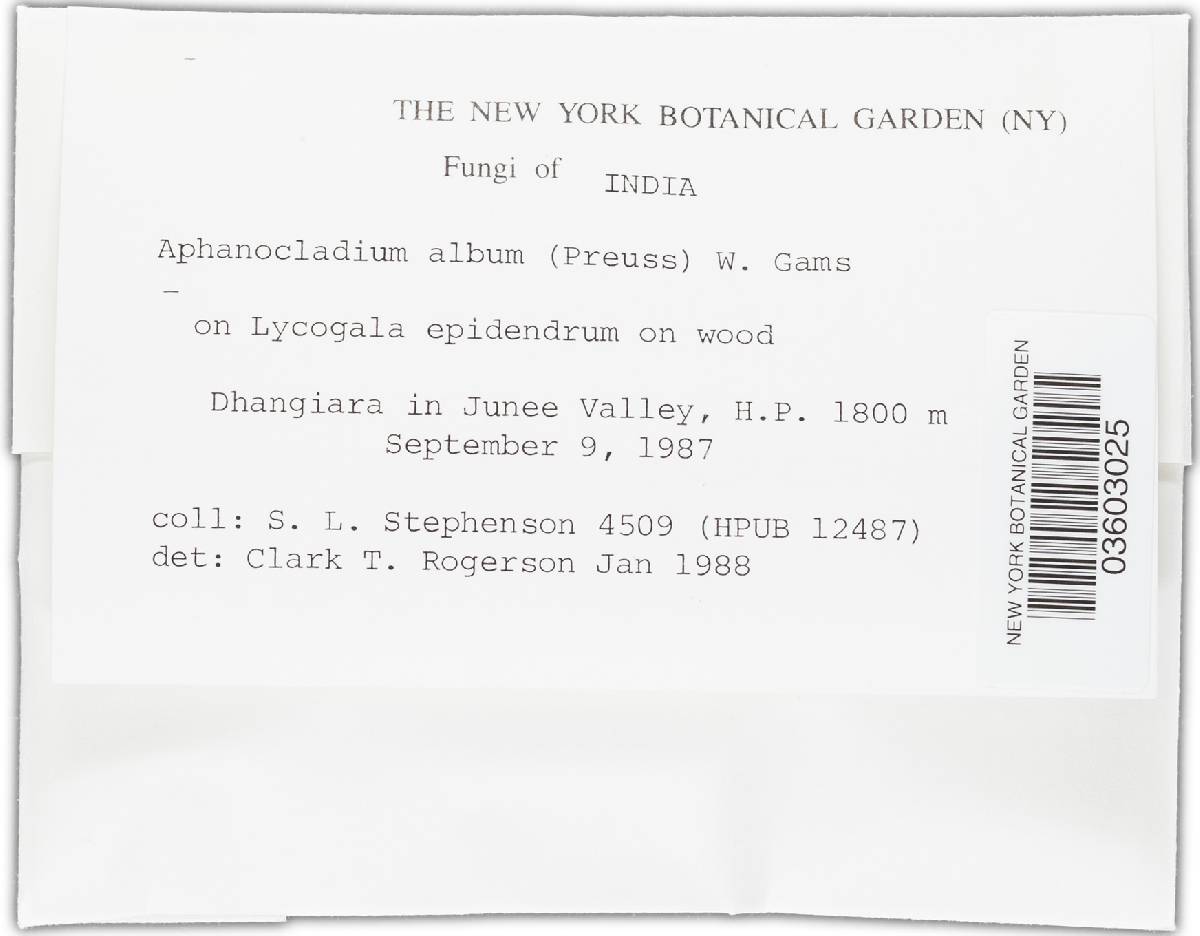 Aphanocladium album image