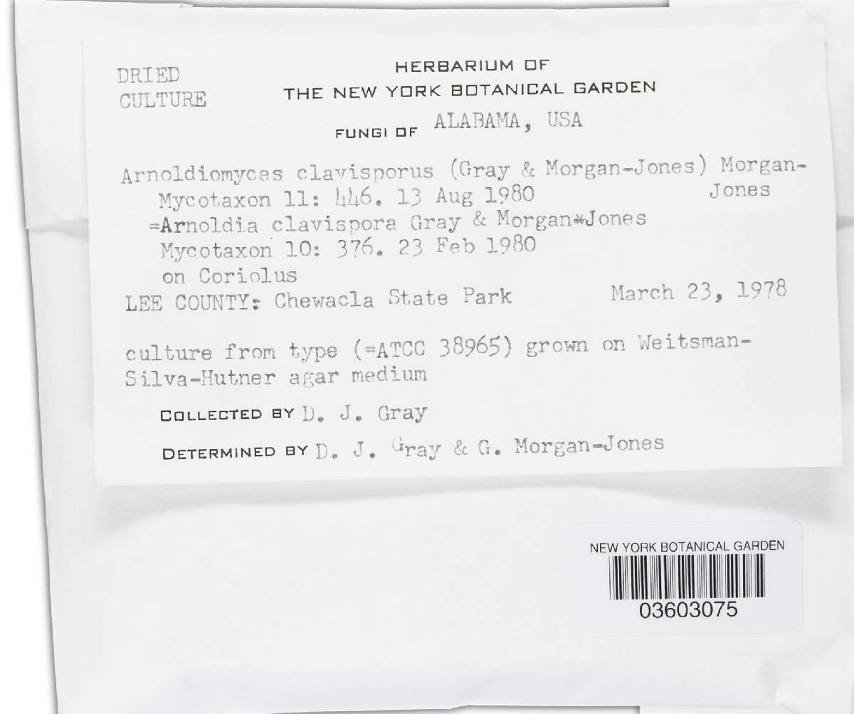 Cladobotryum image