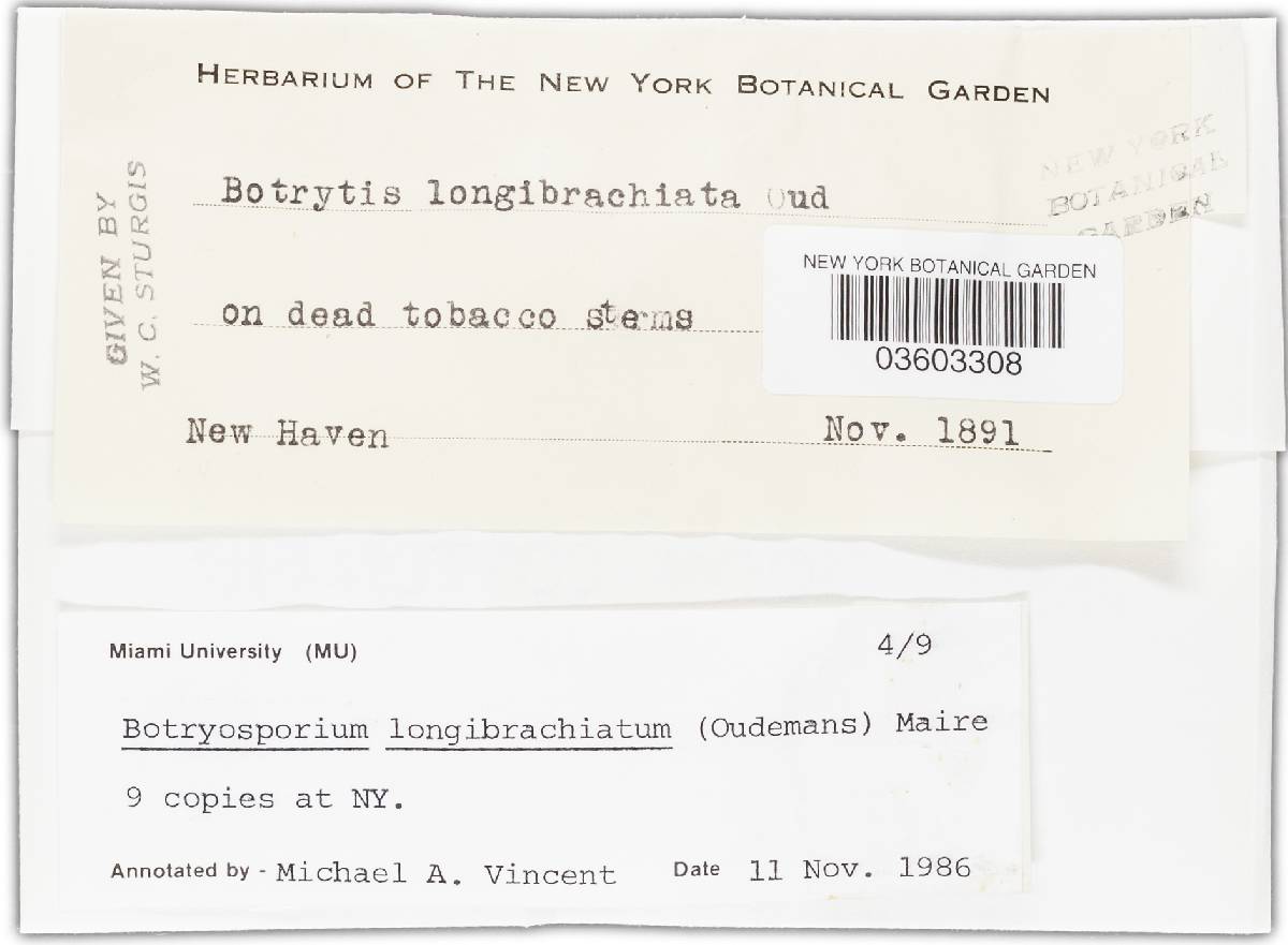 Botryosporium longibrachiatum image
