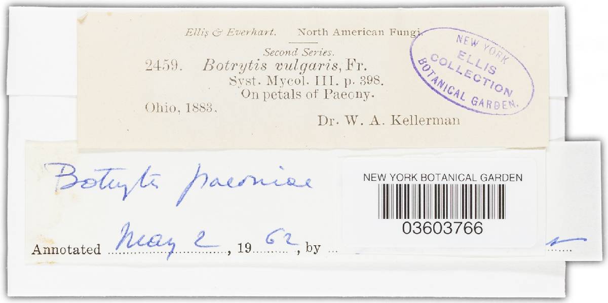 Botrytis paeoniae image