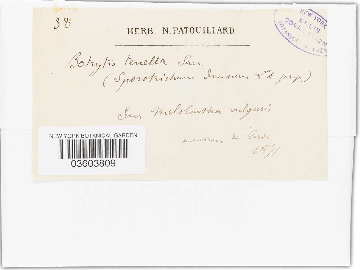 Beauveria brongniartii image