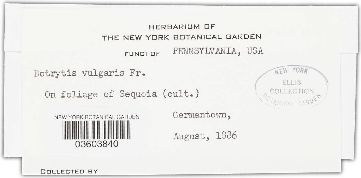 Botryotinia image