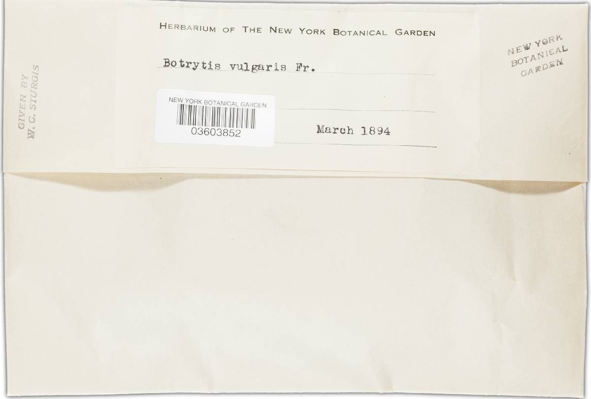 Botryotinia fuckeliana image