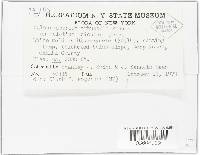 Calcarisporium arbuscula image