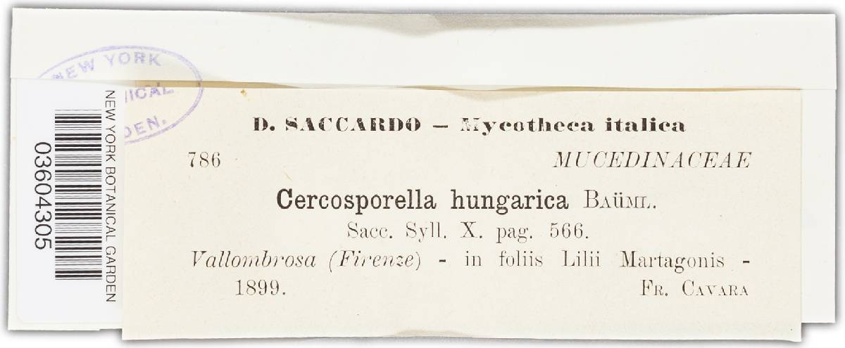 Cercosporella hungarica image
