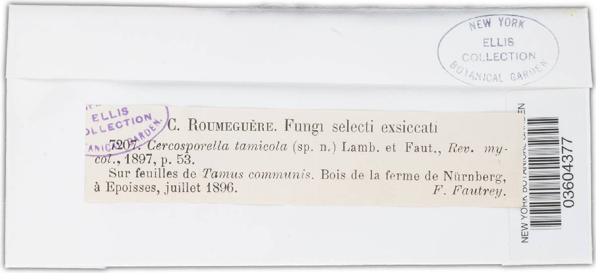 Cercosporella tamicola image