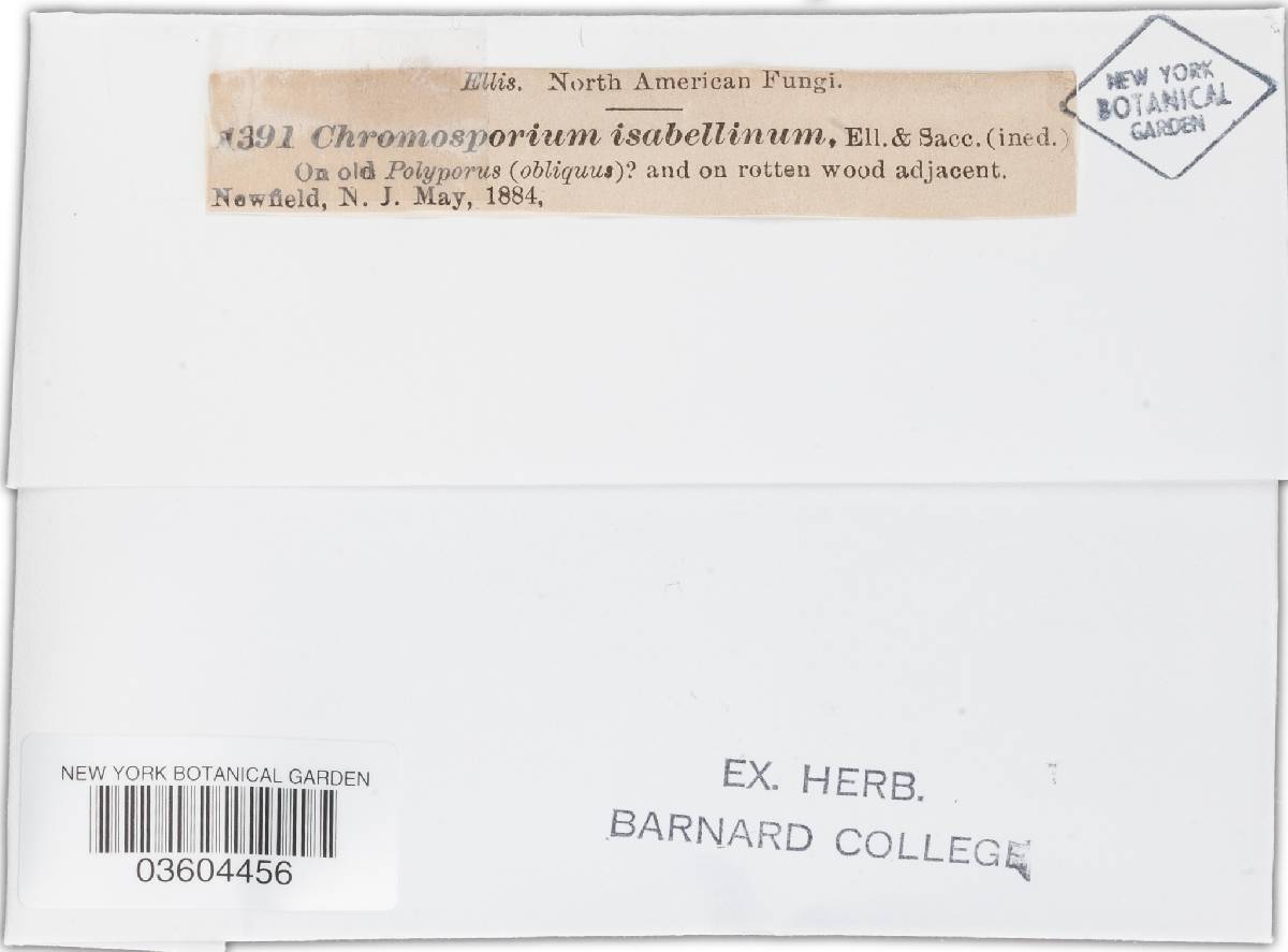 Chromosporium isabellinum image