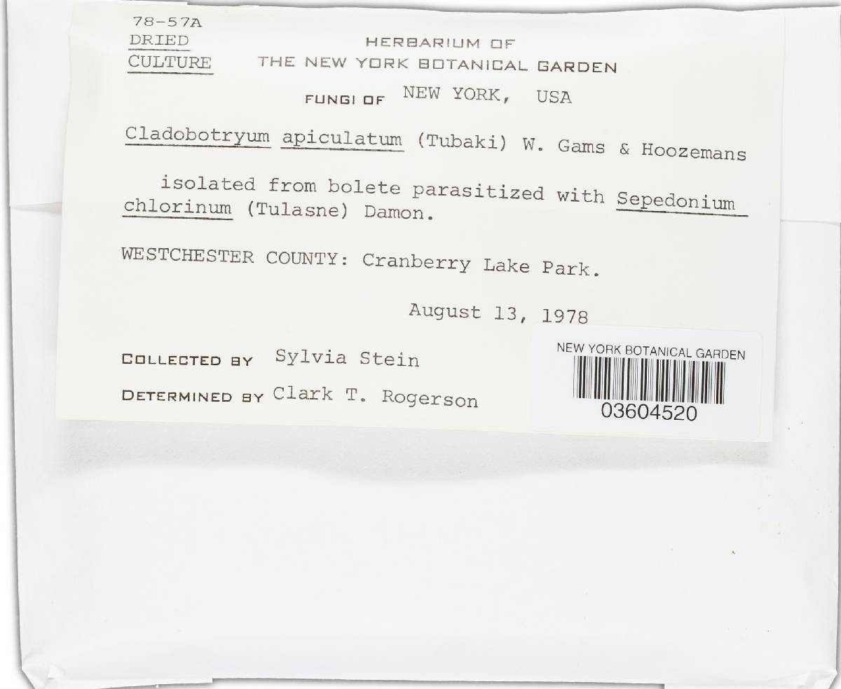 Cladobotryum apiculatum image