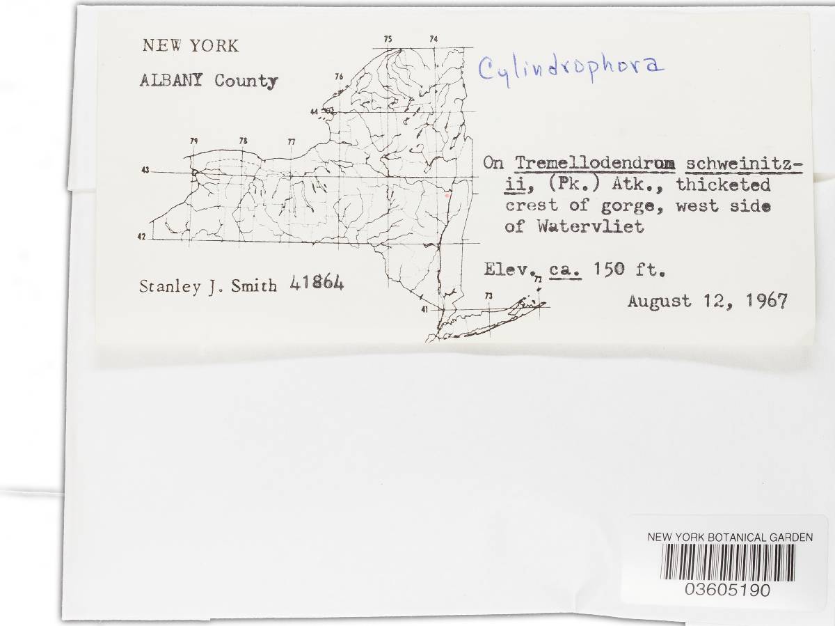 Cylindrophora image