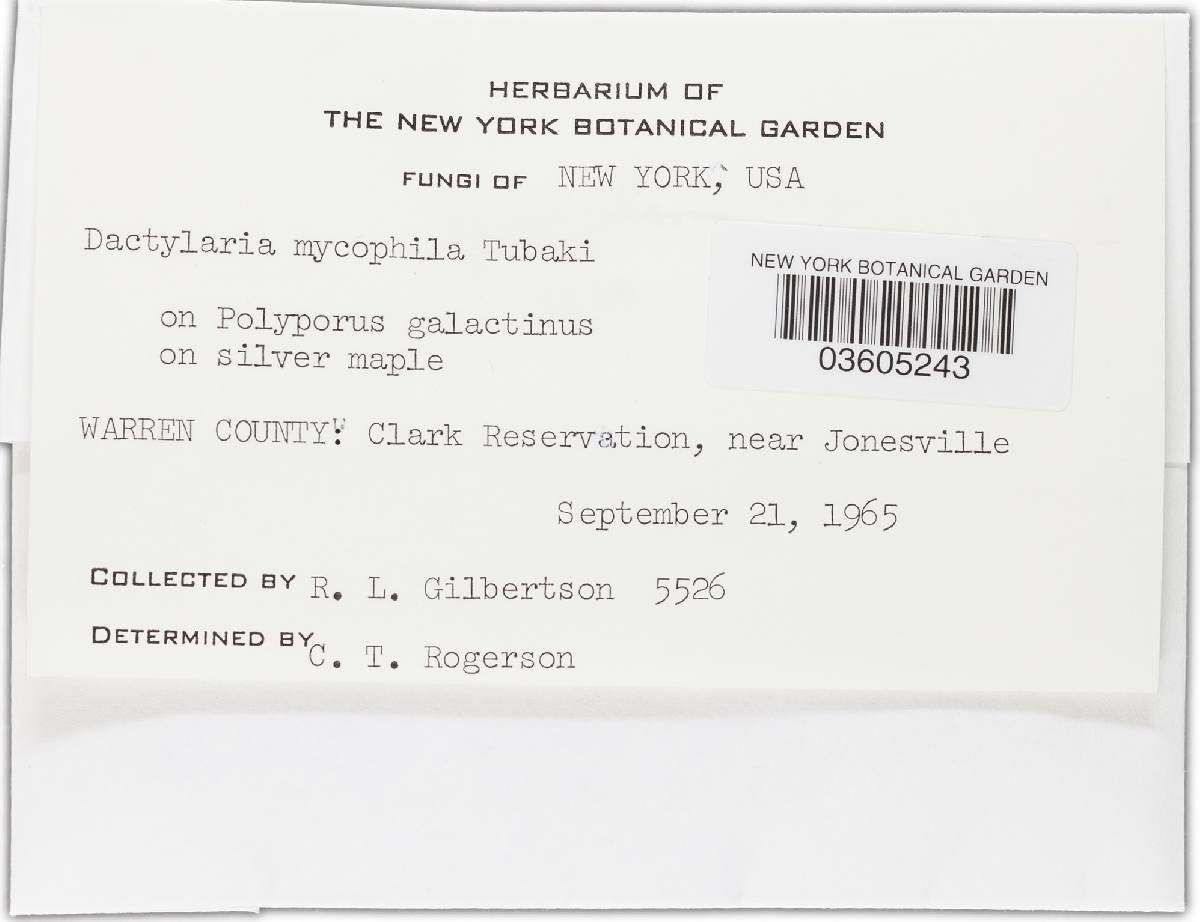 Pseudohansfordia mycophila image