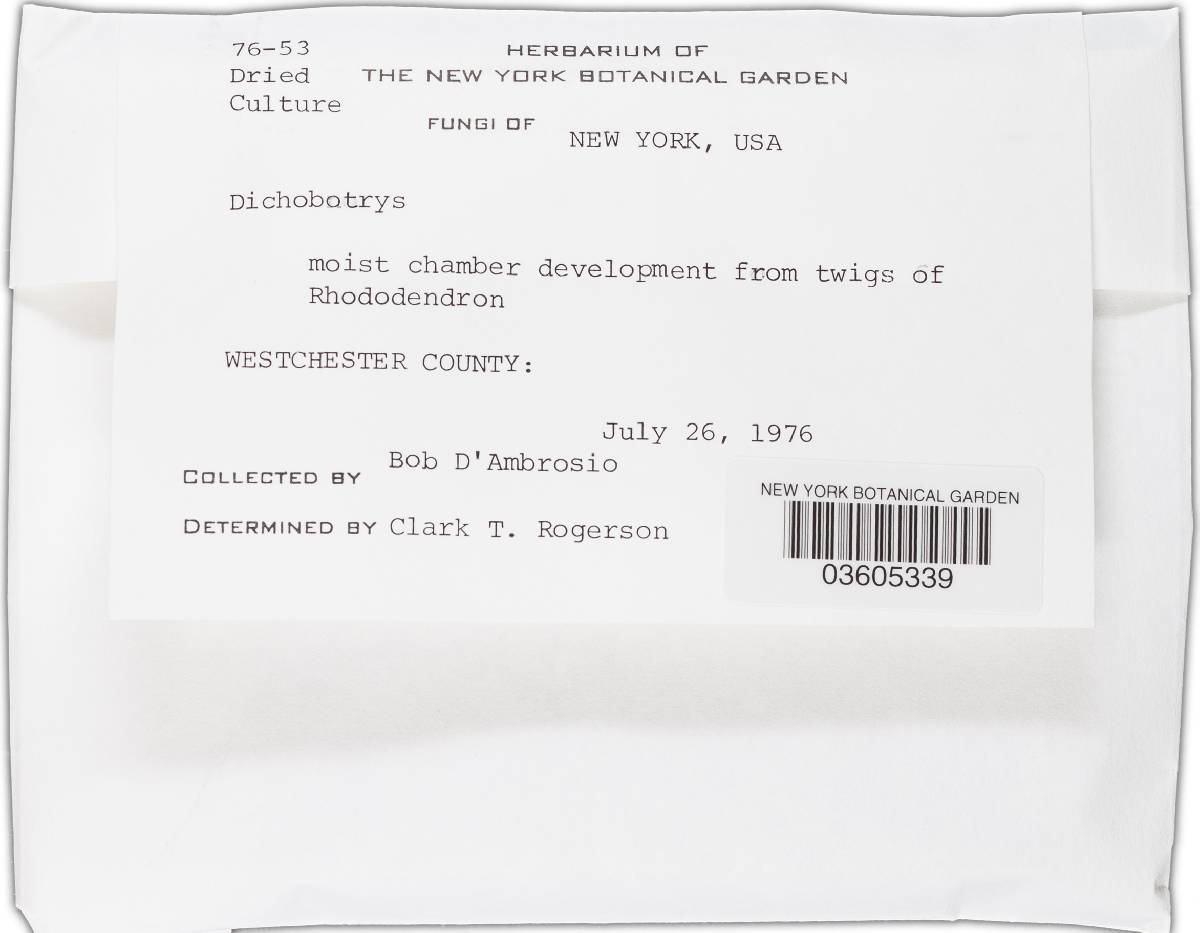 Dichobotrys image