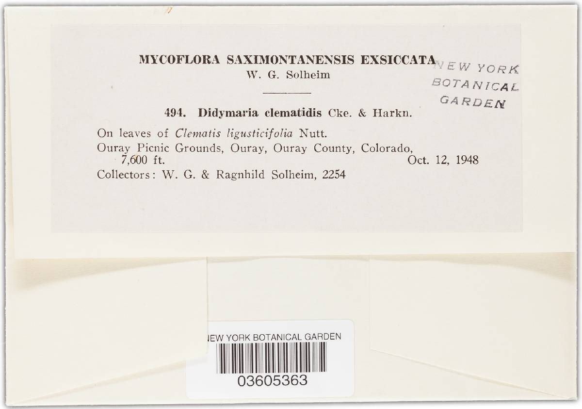 Didymaria clematidis image