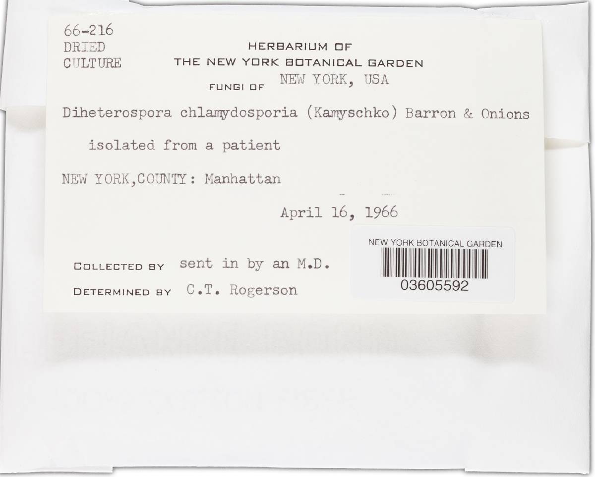 Metacordyceps chlamydosporia image