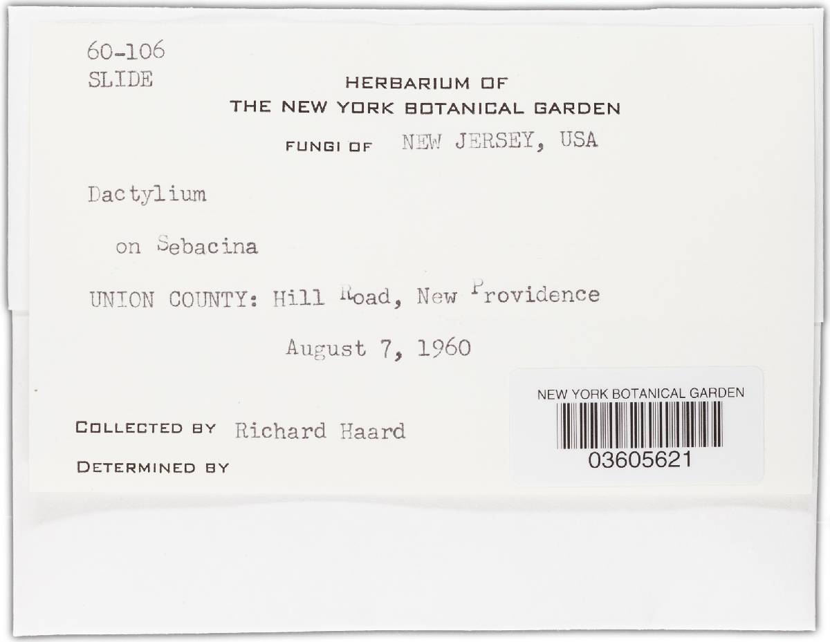 Cladobotryum mycophilum image