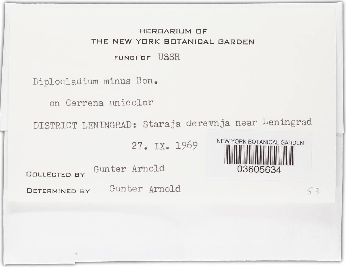 Cladobotryum mycophilum image