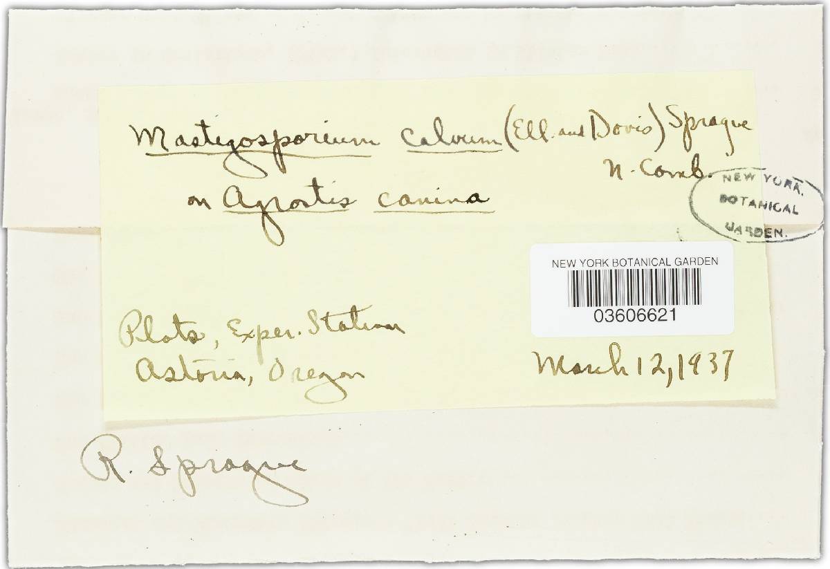 Mastigosporium image
