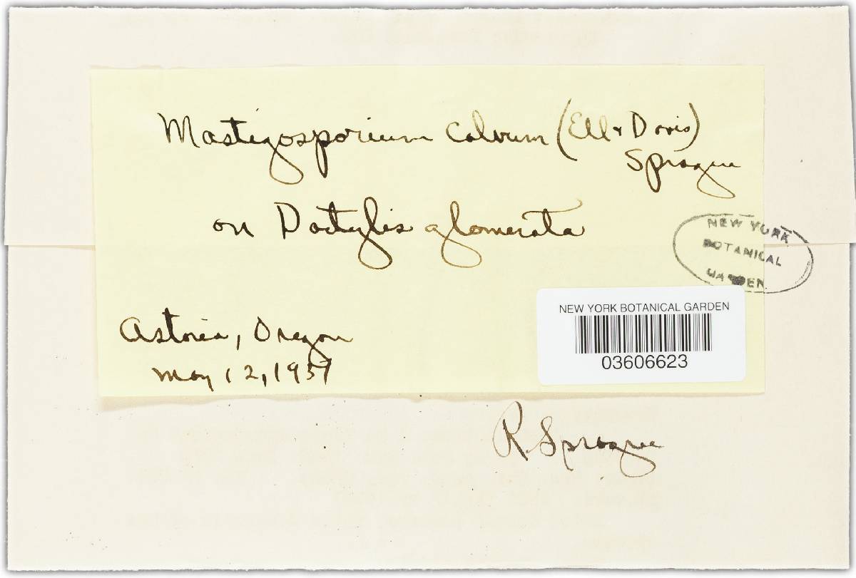Mastigosporium calvum image
