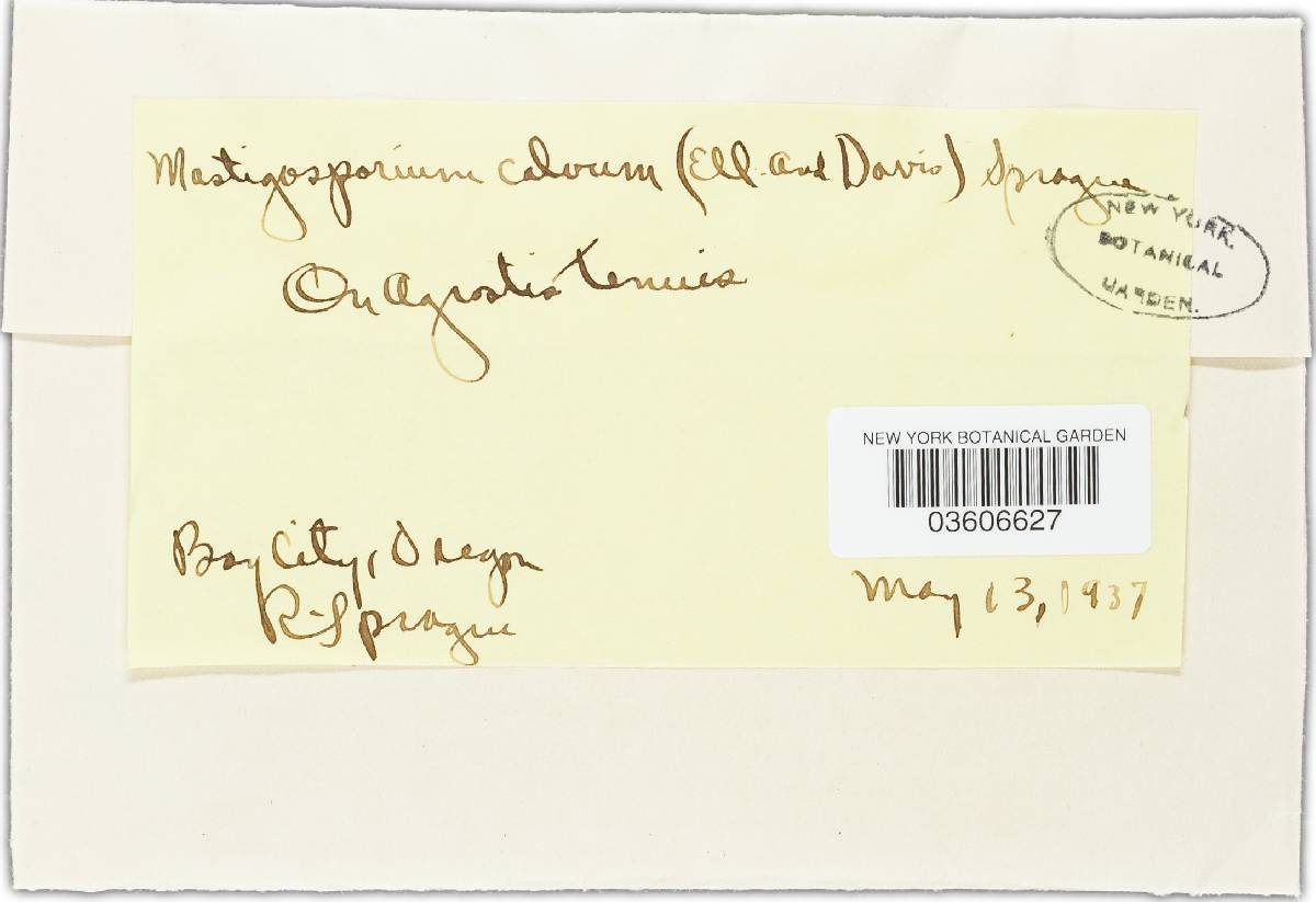 Mastigosporium calvum image