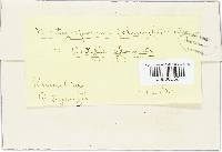 Mastigosporium calvum image