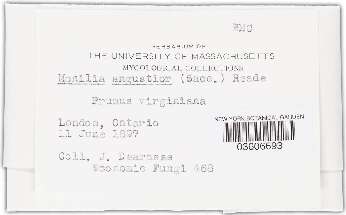 Monilia angustior image